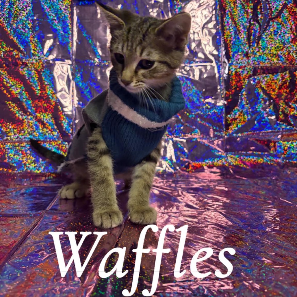 Waffles, an adoptable cat
