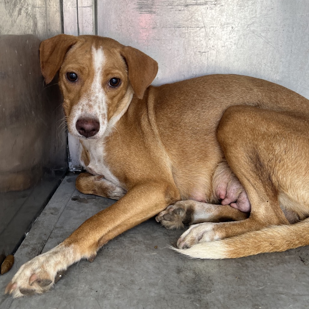 APRICOT - Shepherd available for adoption