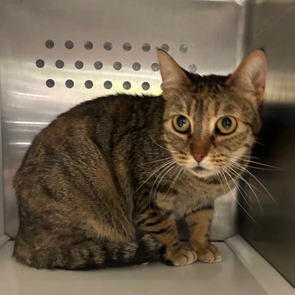 GALLETA (CLAWDIA) - Domestic Shorthair / Mix available for adoption