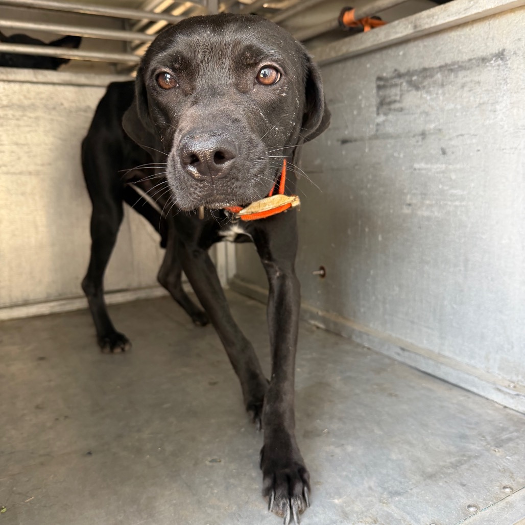 LUNA LOVEGOOD - Retriever, Labrador / Mix available for adoption