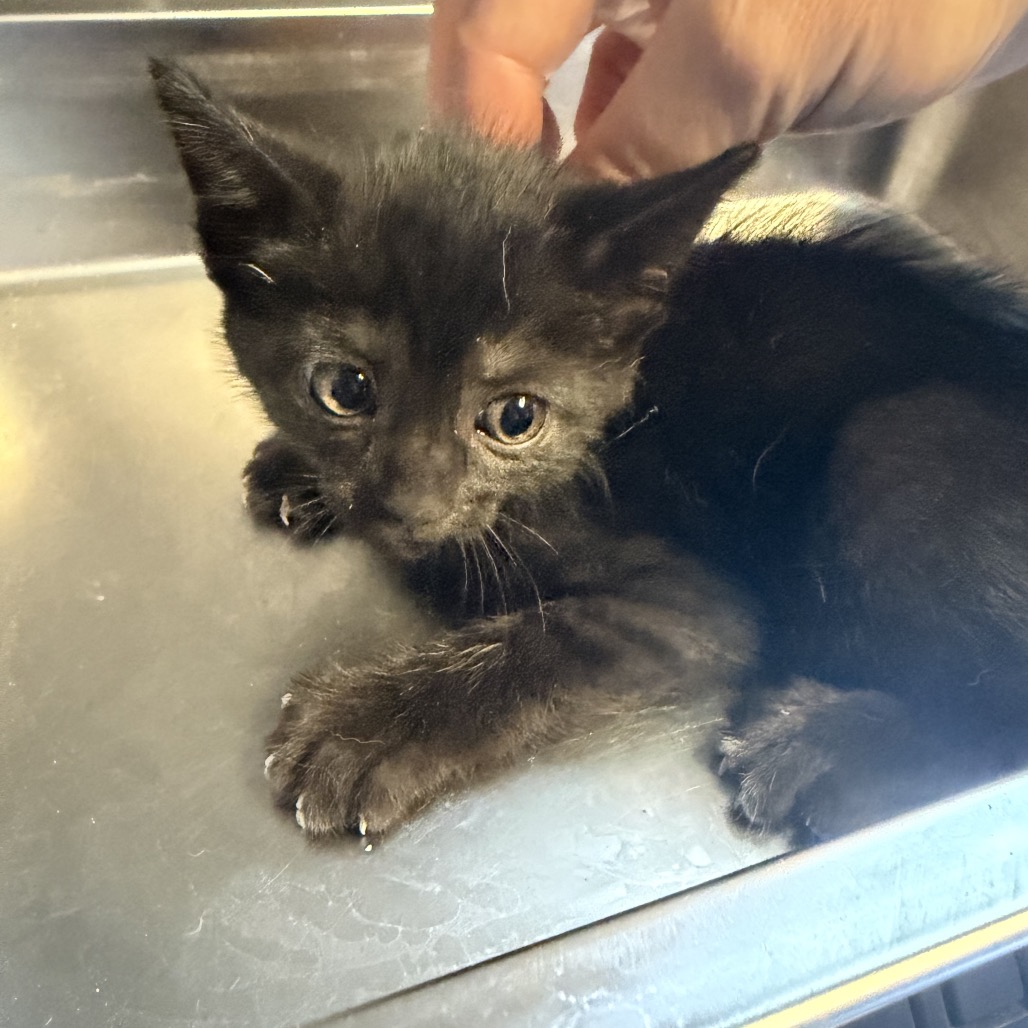 Tusc Stray 84839 2 3 4 5