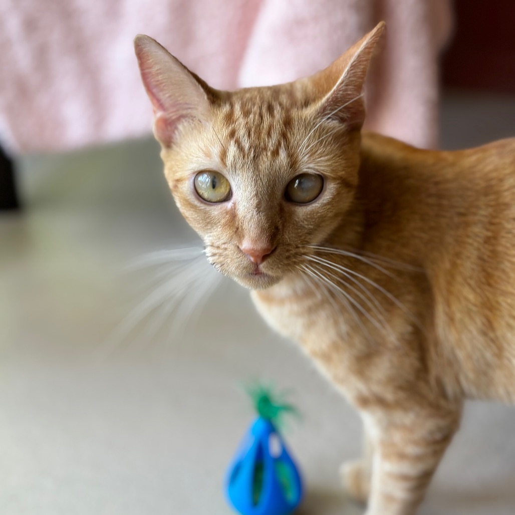 Kitty, photo 3