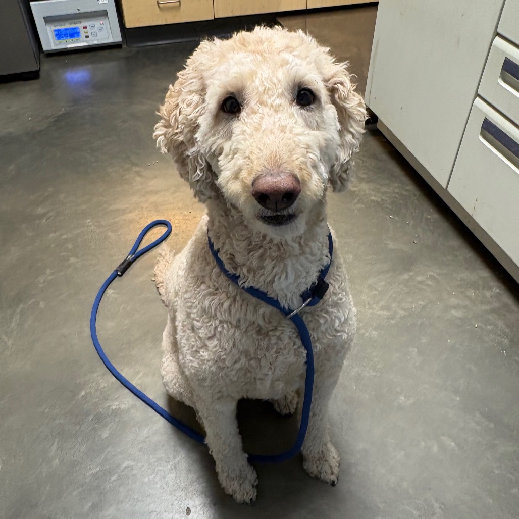Poodle