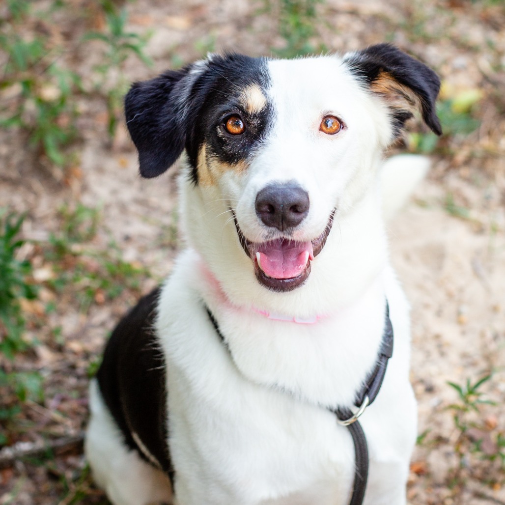 JIP - Collie, Border / Pointer available for adoption