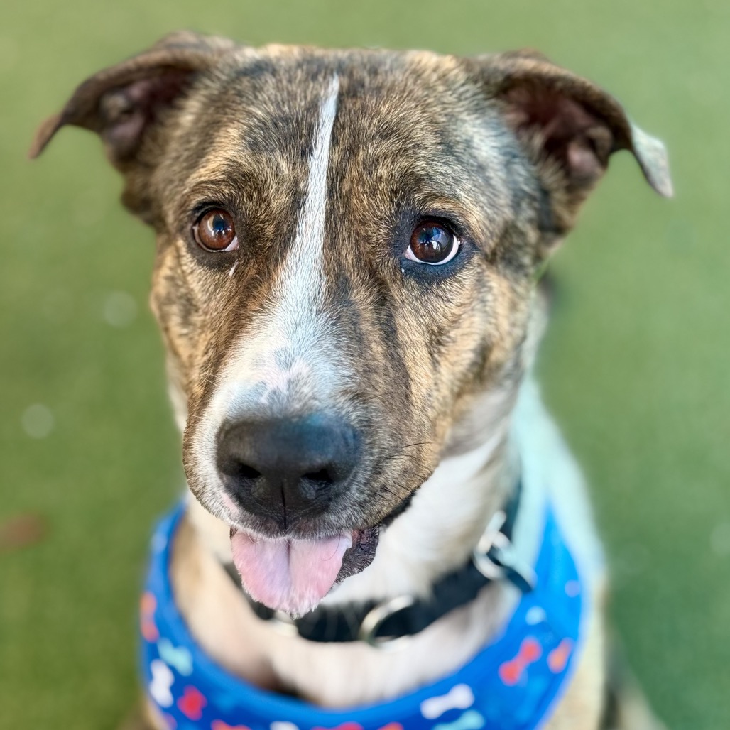 Image of Coyote looking at the camera
