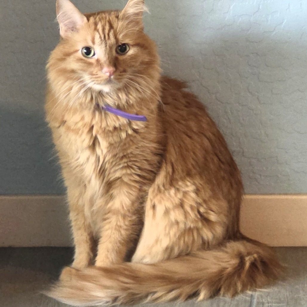 COOPER - Domestic Shorthair available for adoption