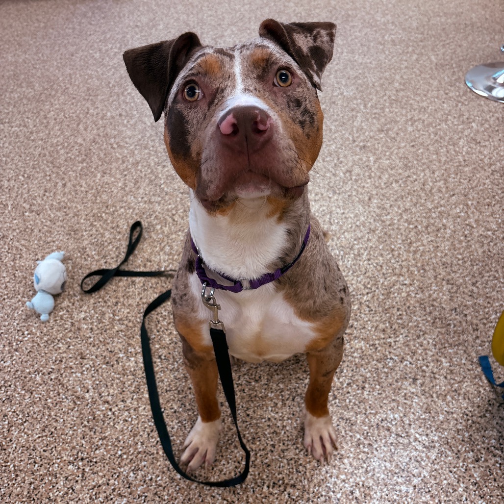 DOT - Terrier, Pit Bull / Catahoula Leopard Dog available for adoption