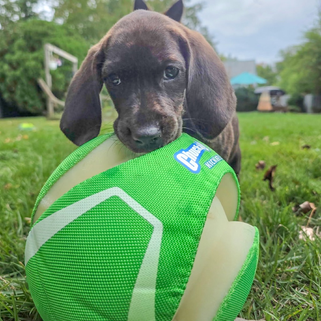 Rebecca Pup - Bianca, photo 6