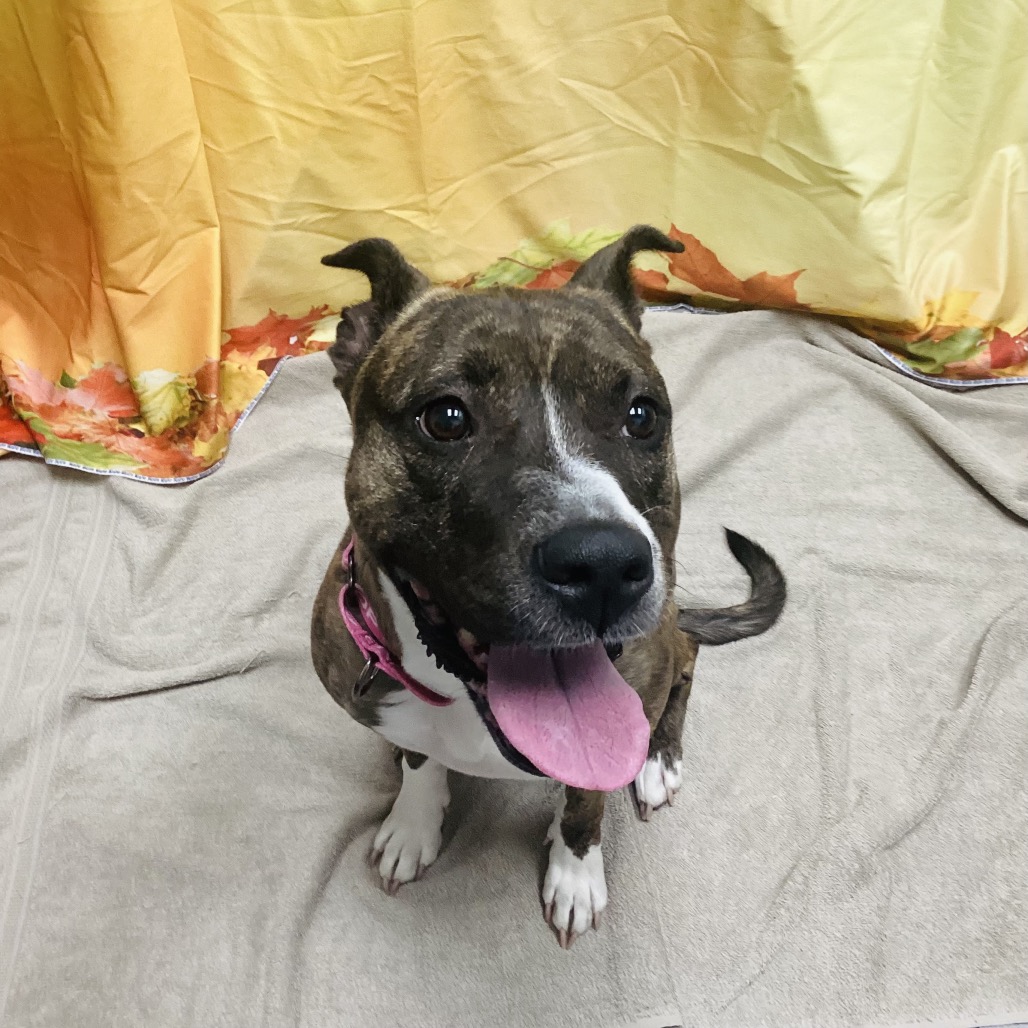 BUFFY - Terrier, American Staffordshire / Boxer available for adoption