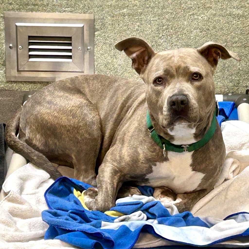 BULE - Terrier / American Pit Bull available for adoption