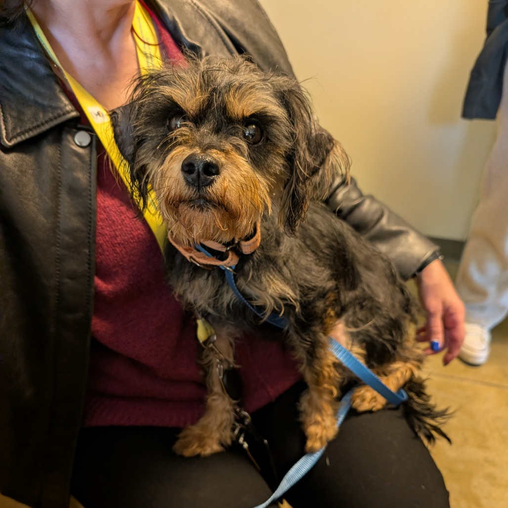 Bogo is available for adoption at Maryland SPCA