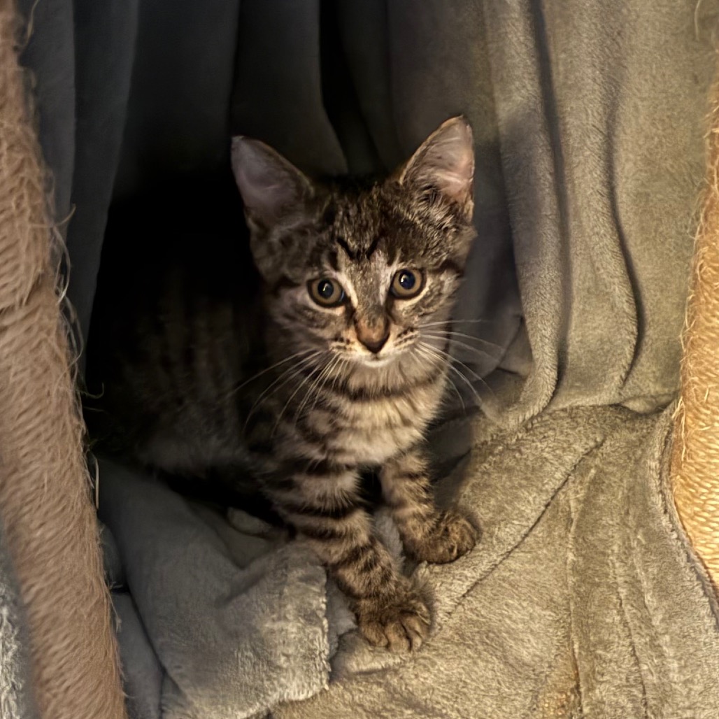 Catalina, an adoptable cat