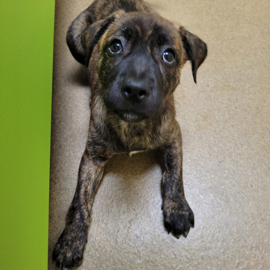 Photo of Glitter, a dog adopted from Gulf Coast Humane Society