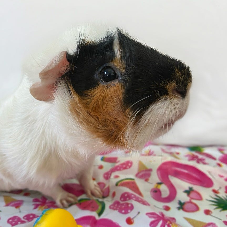 Bean, photo 7