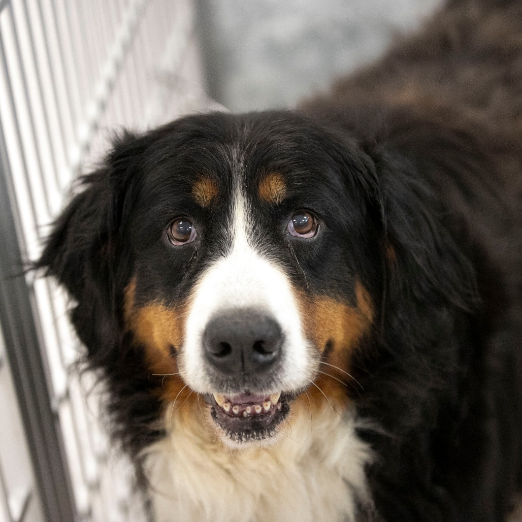 Siri (JY26-24), photo 7
