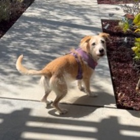 Pippa, photo 7