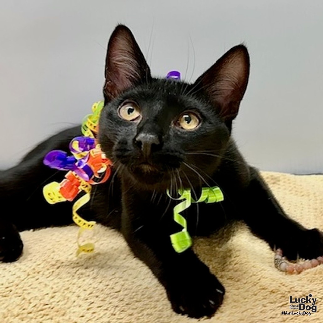 WINSTON - Domestic Shorthair available for adoption