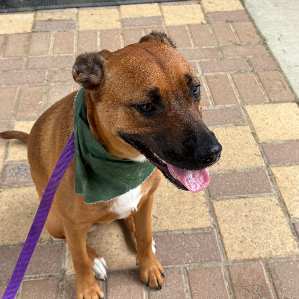 ZURI AMARA - Retriever, Labrador / Mix available for adoption