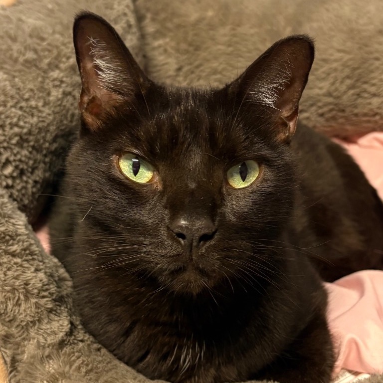 Full body shot of Bagheera