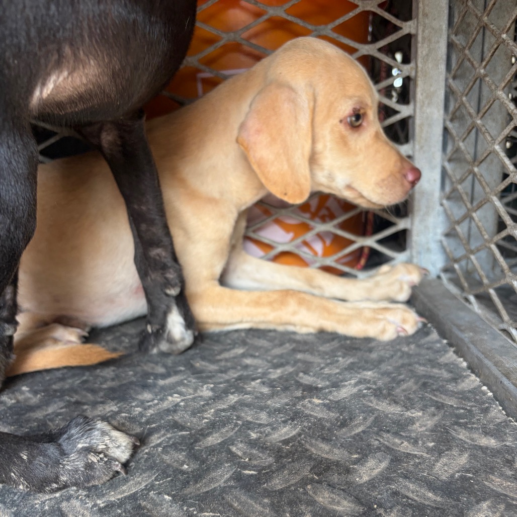 EACS-STRAY-199694 - Retriever, Labrador / Mixed Breed (Small) available for adoption