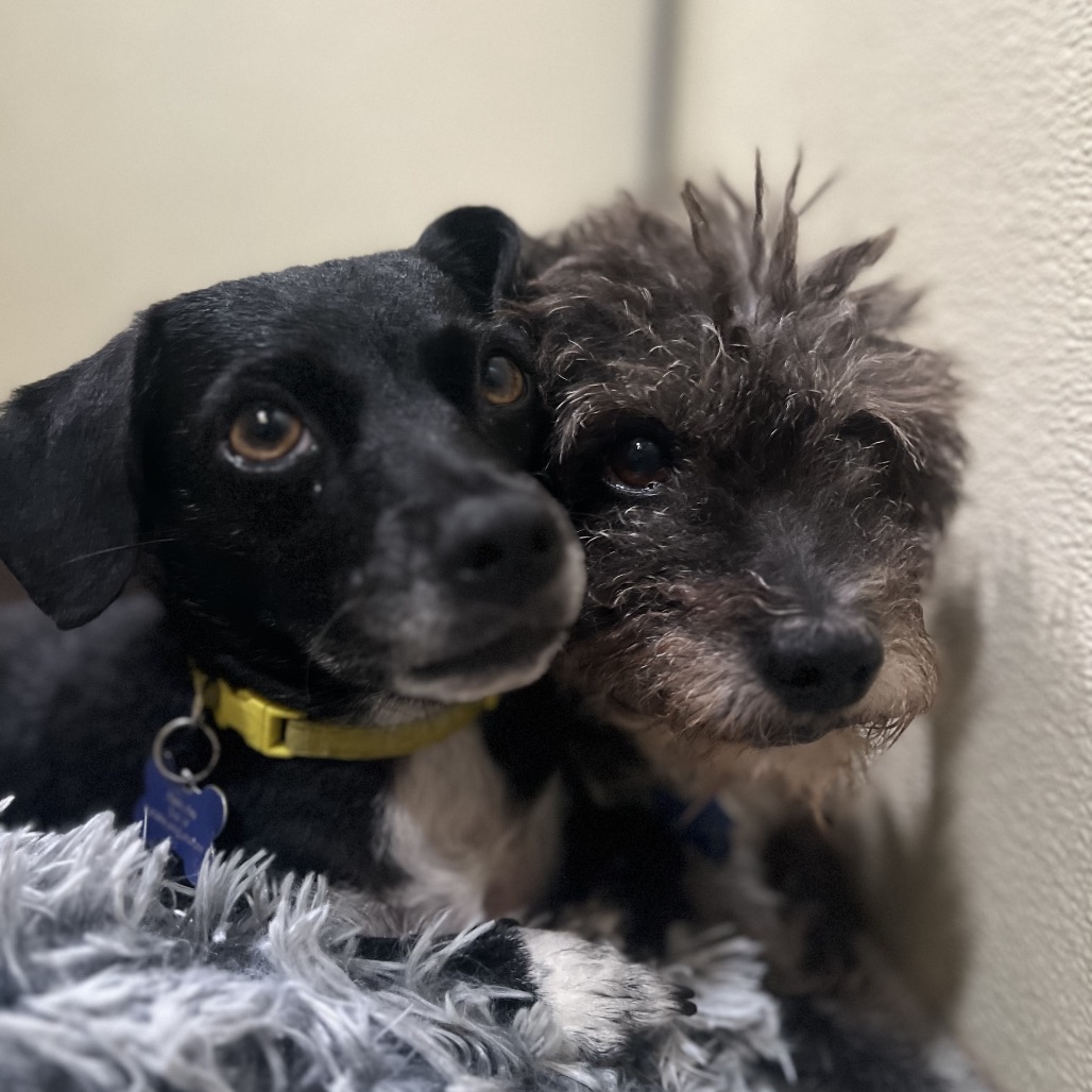 Twinkle (bonded with Star) - Costa Mesa Location, photo 22