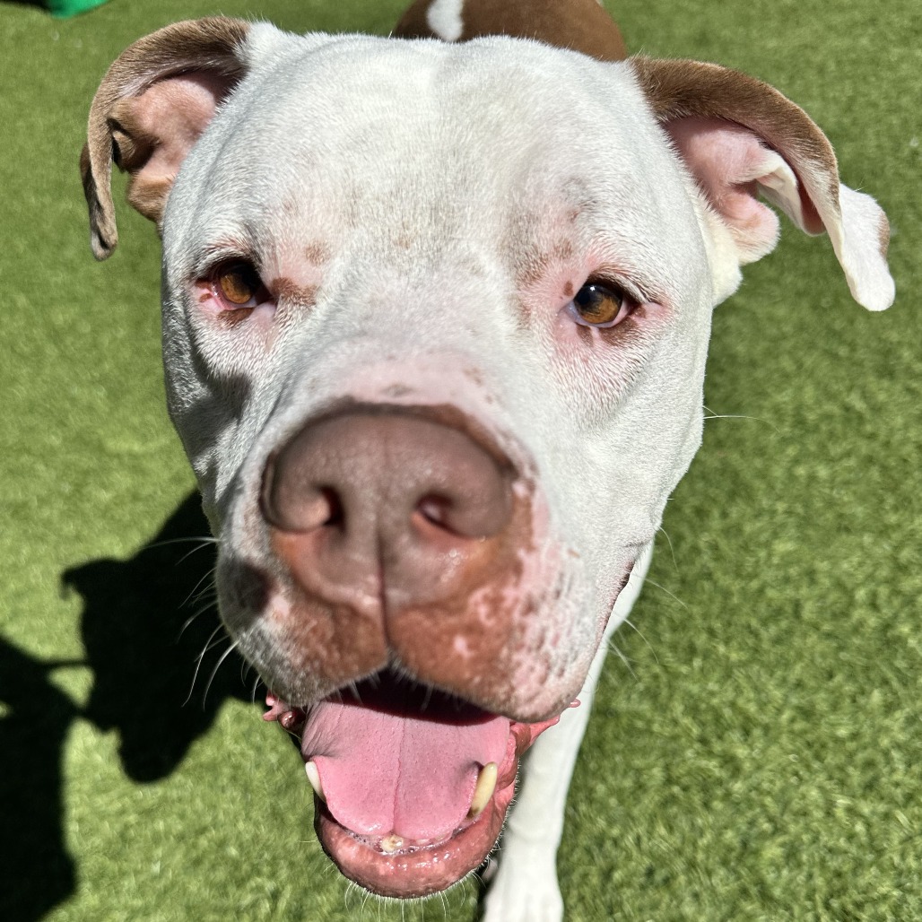 ZEUS - Mixed Breed (Large) available for adoption
