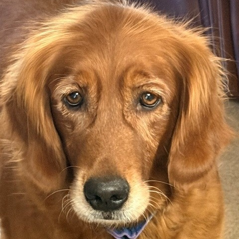 Mae, Retriever, Golden