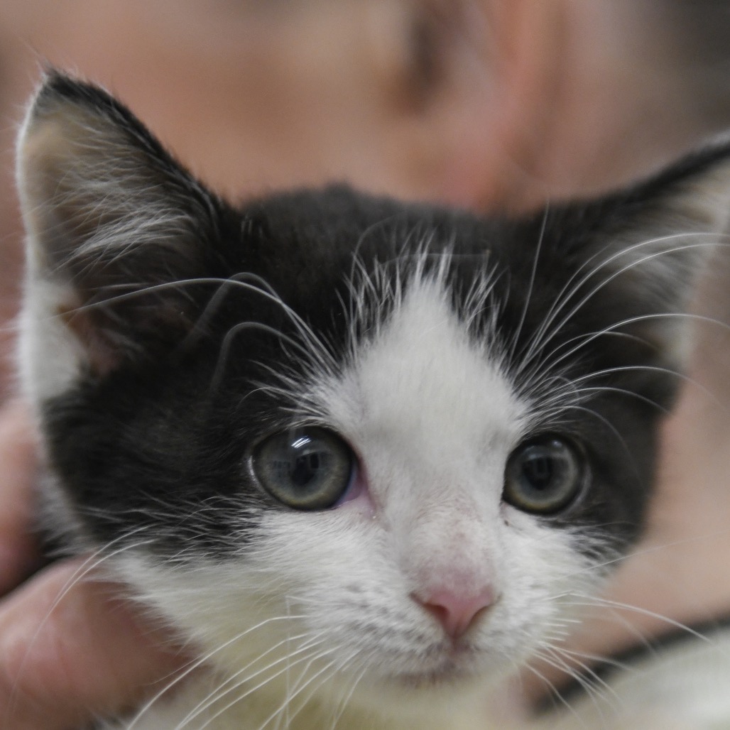 Bronco - Domestic Shorthair