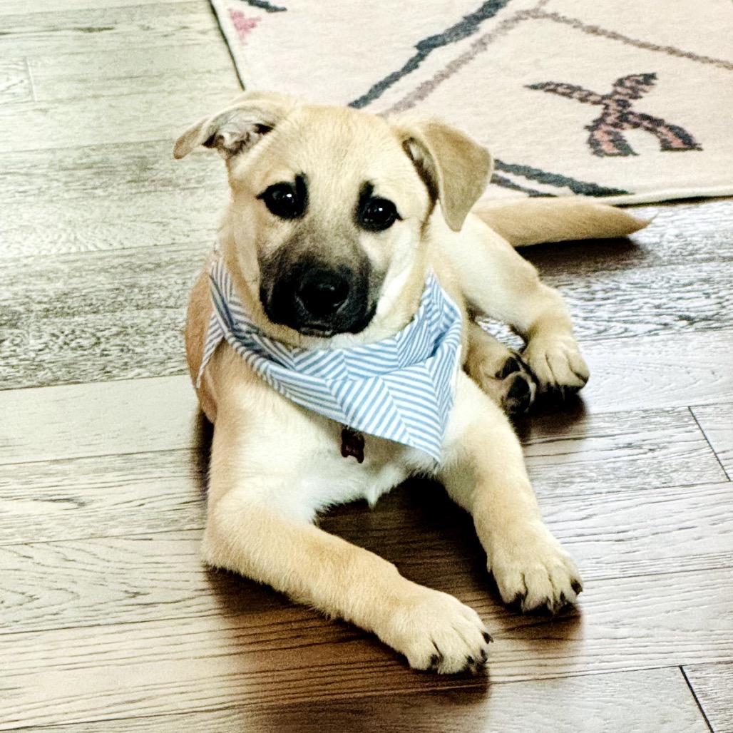 FOREST - Shepherd, Anatolian / Retriever, Labrador available for adoption