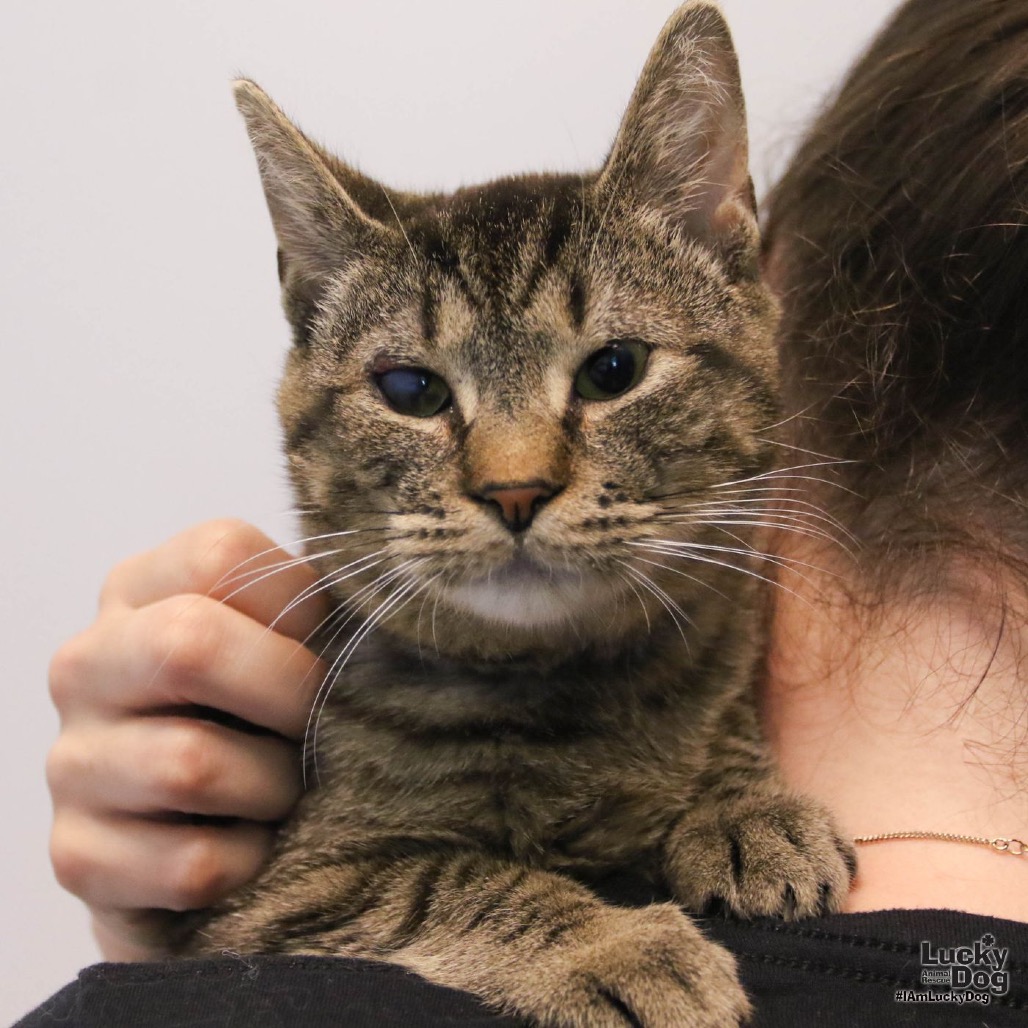 PANINI - Domestic Shorthair available for adoption