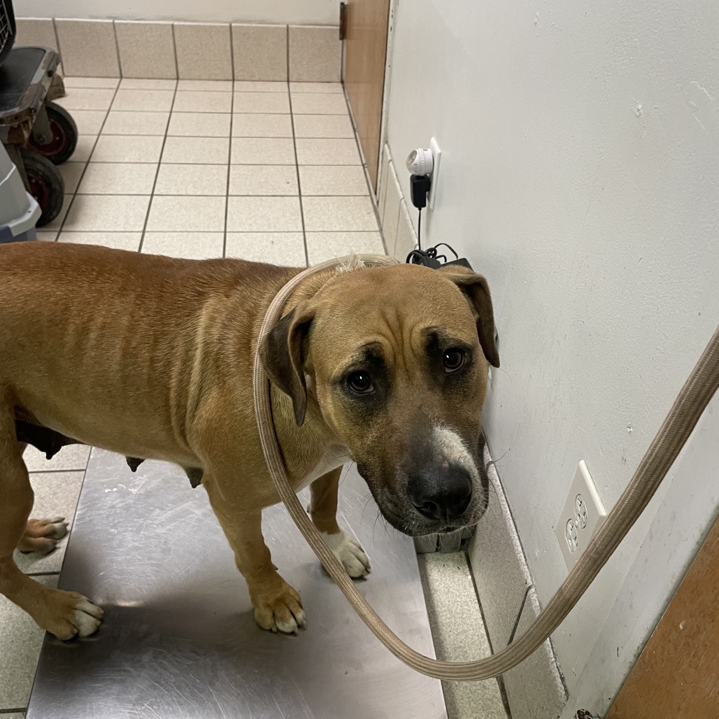 Bambi — thumbnail 2