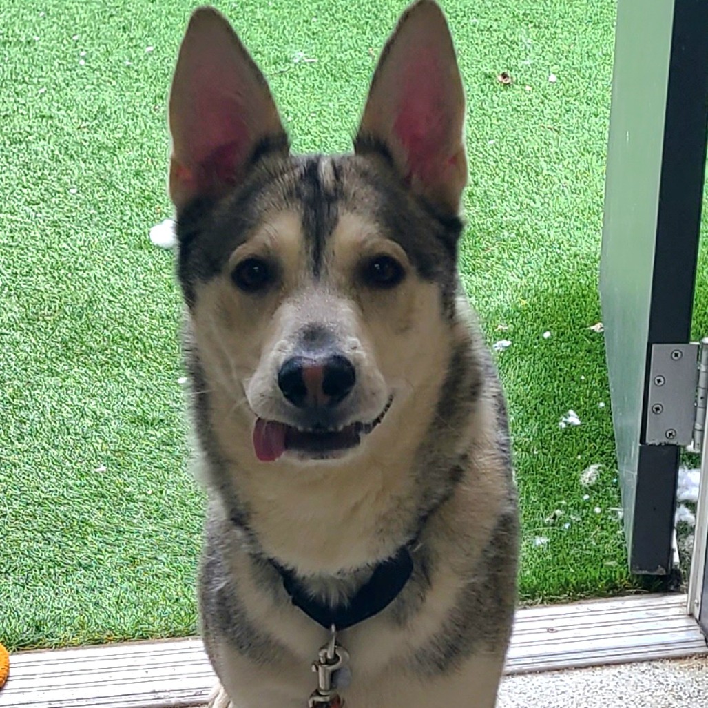 Falco — thumbnail 3