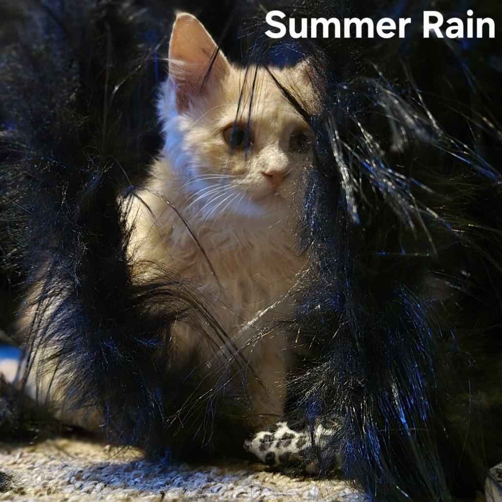 Summer Rain C12515