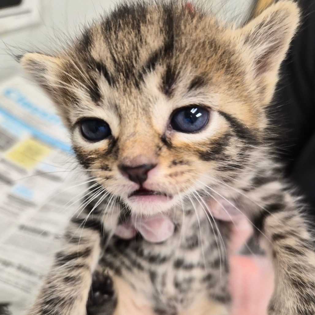 BEEFARONI - Domestic Shorthair available for adoption