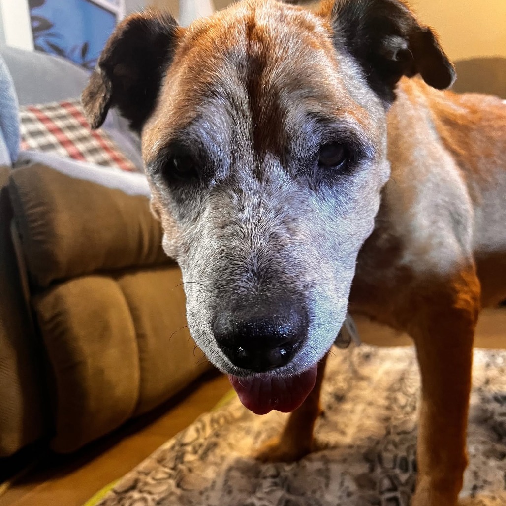 Jake, photo 10