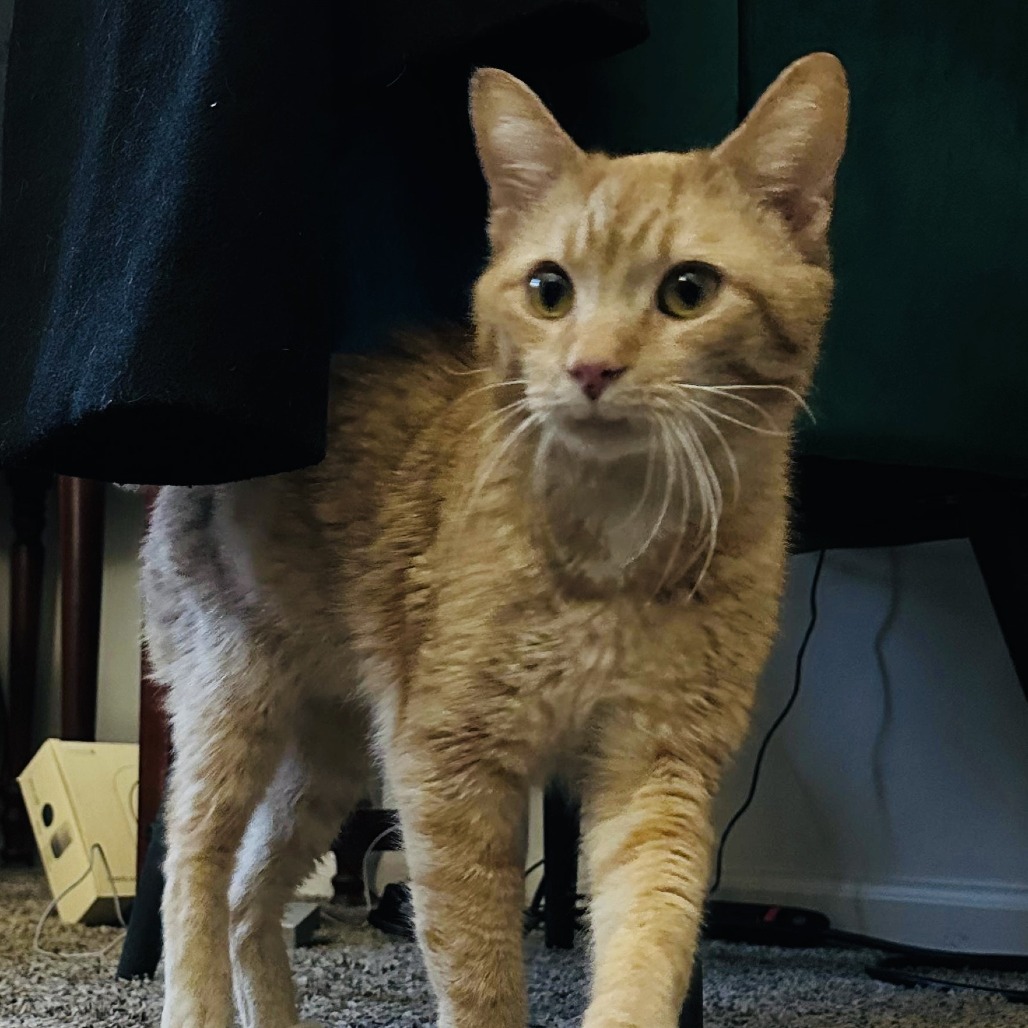 Star Crunch — thumbnail 4