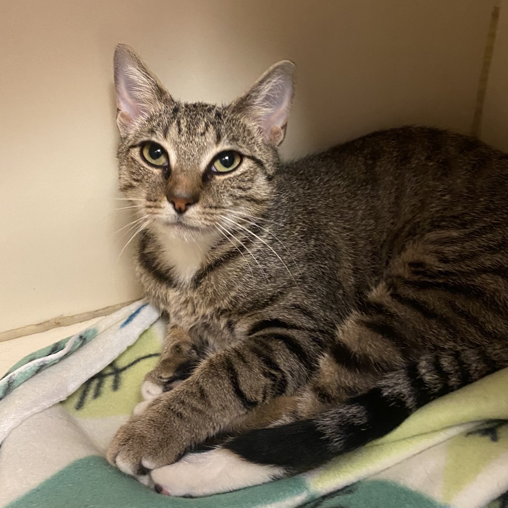 RUNE - Domestic Shorthair available for adoption