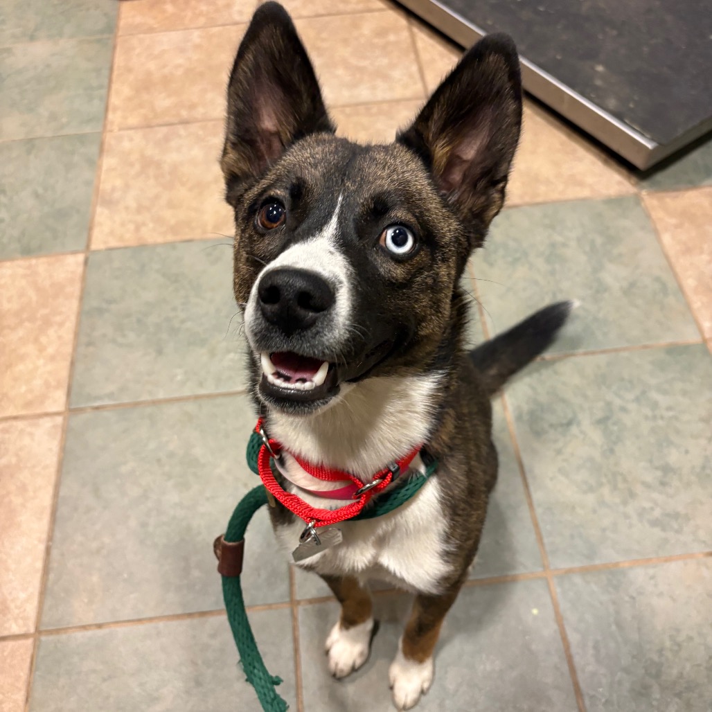 Suki — thumbnail 2