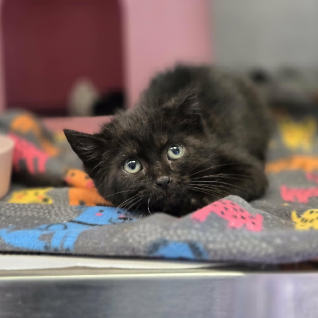 LAVA CAKE - Domestic Shorthair available for adoption