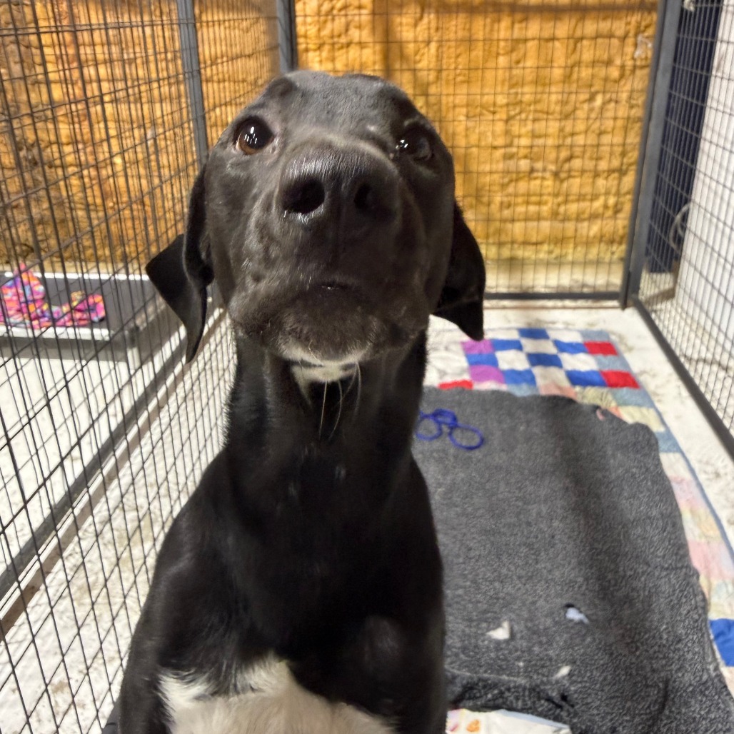 RARE BEAUTY - Retriever / Labrador available for adoption