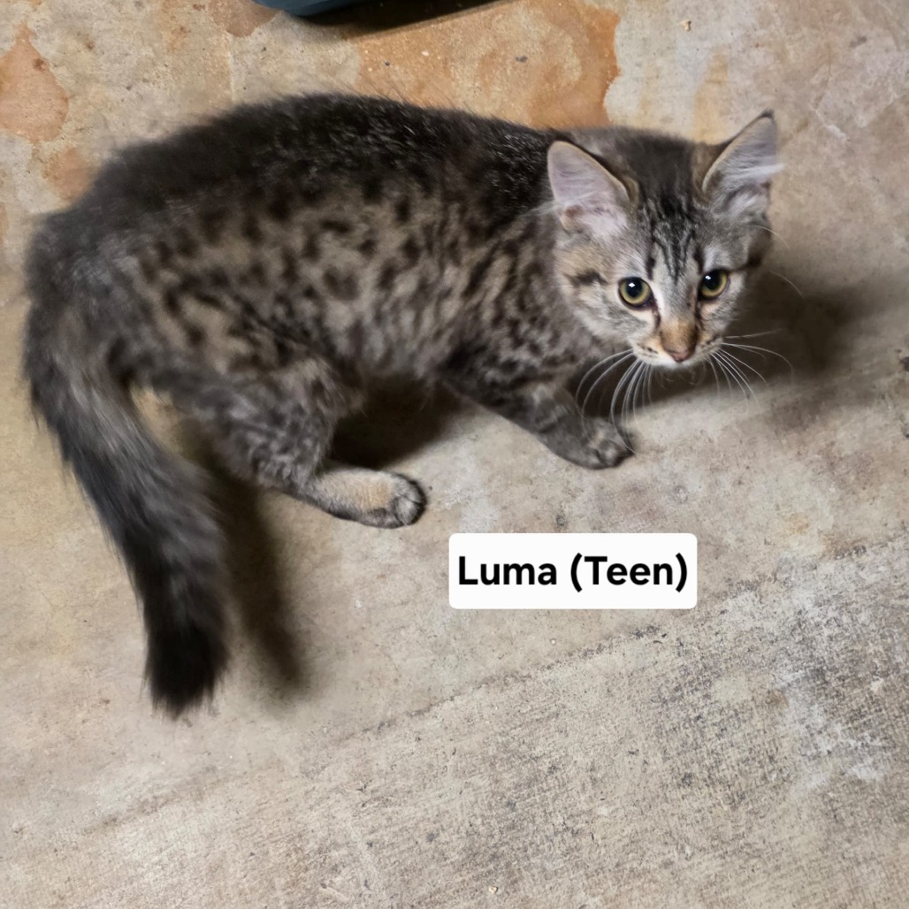 Luma C11890