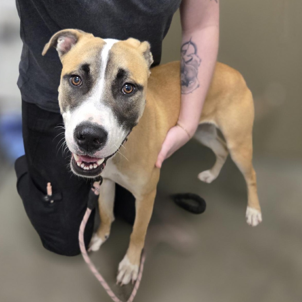 HONEY - Mixed Breed (Medium) available for adoption