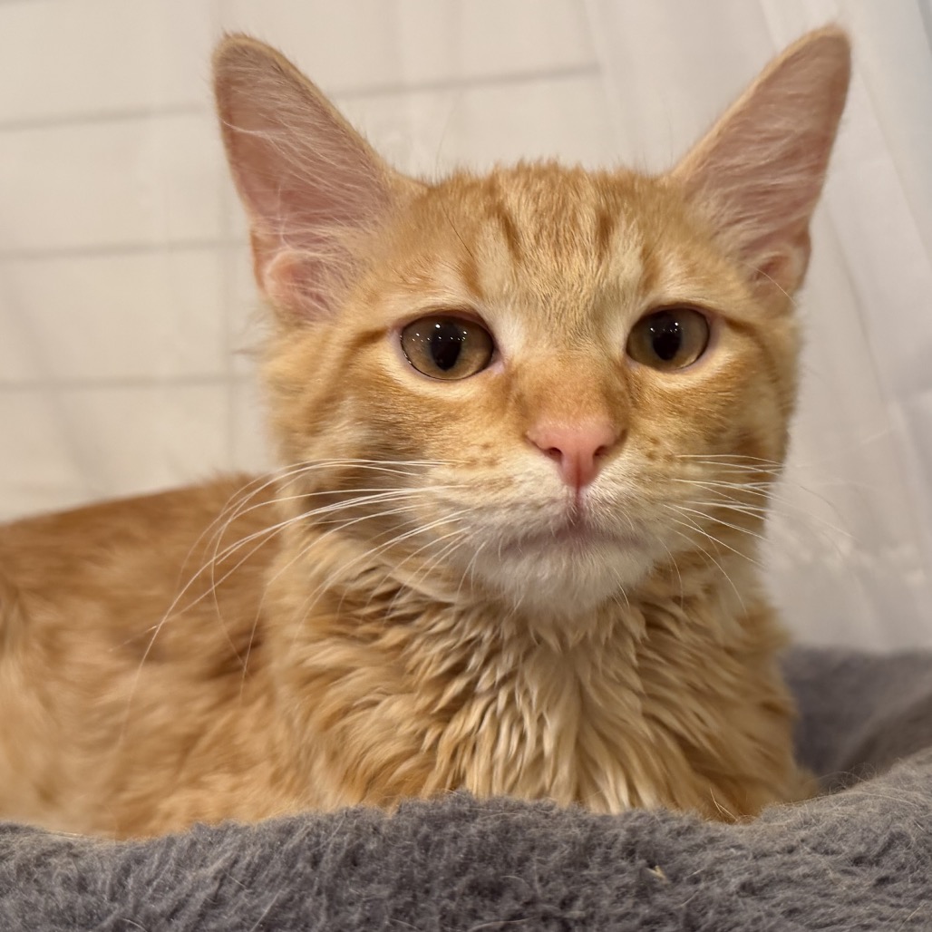 CHEETO - Domestic Longhair available for adoption