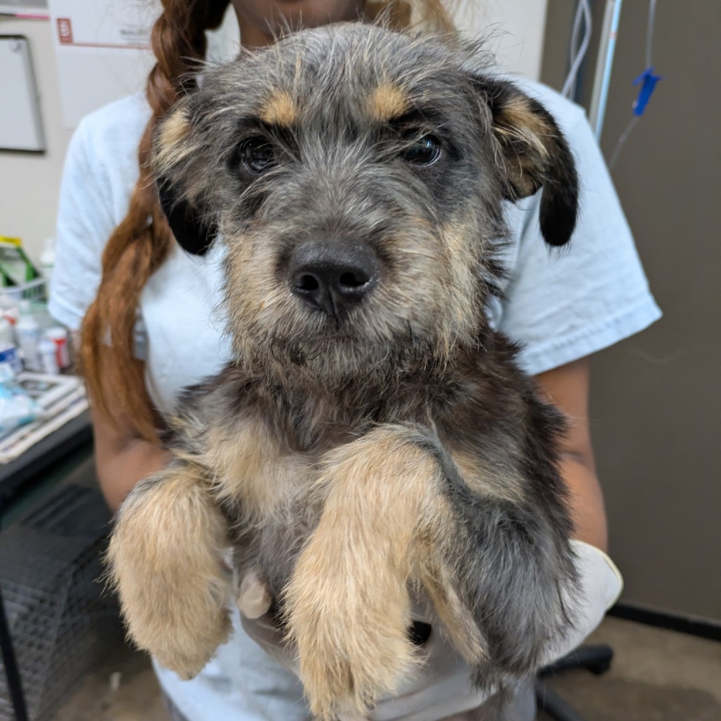 ARKIE - Schnauzer / Terrier available for adoption