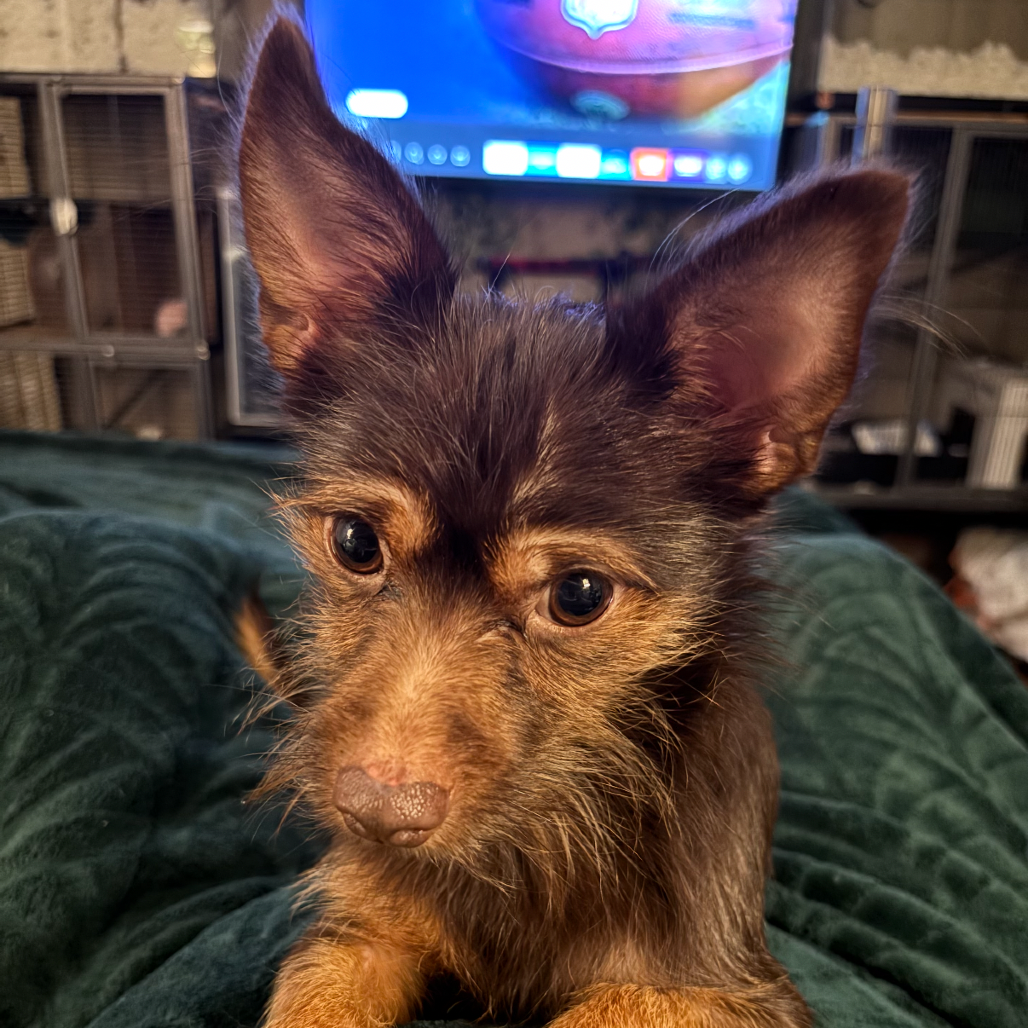 Chester 