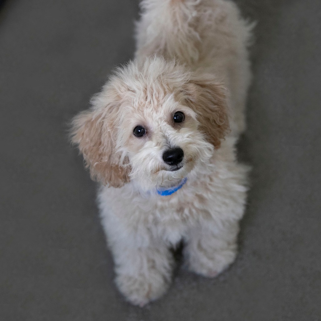 GUNNER (AG26-191) - Poodle, Toy / Bichon Frise available for adoption