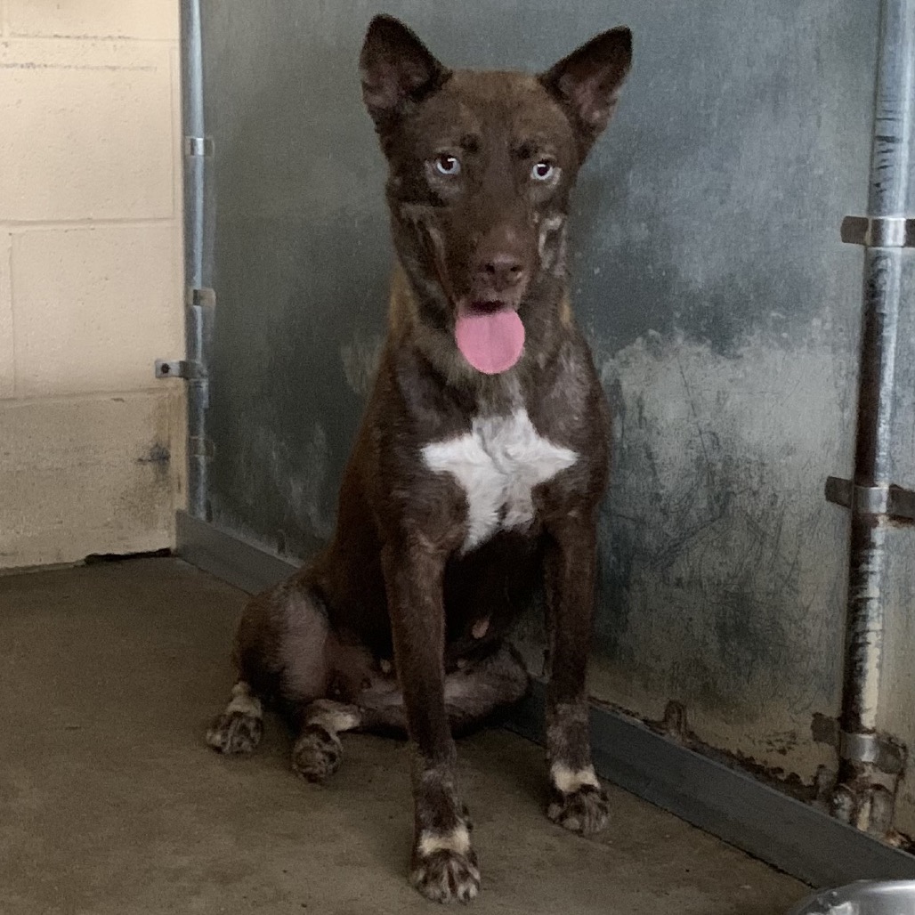 JEFA - Shepherd available for adoption