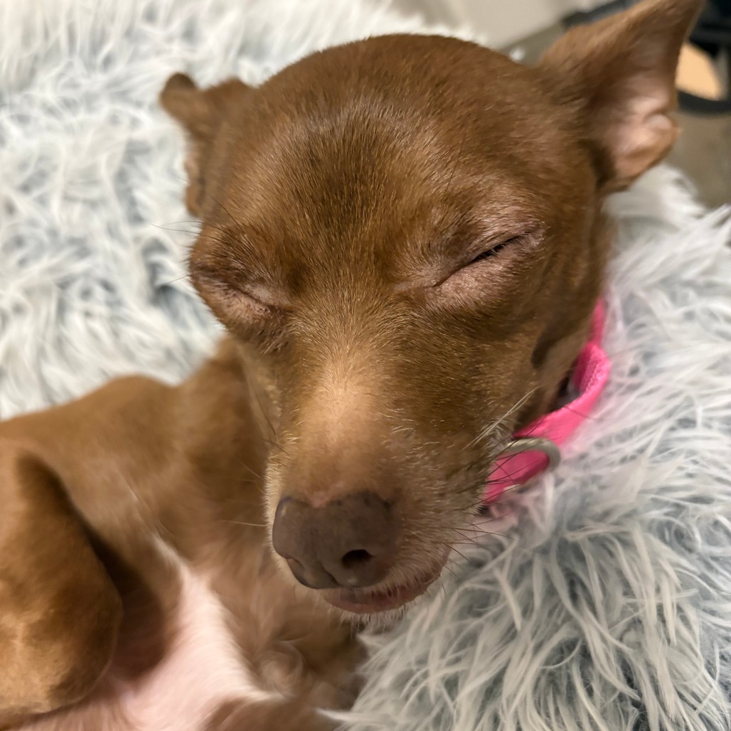 Honey D12091, photo 2