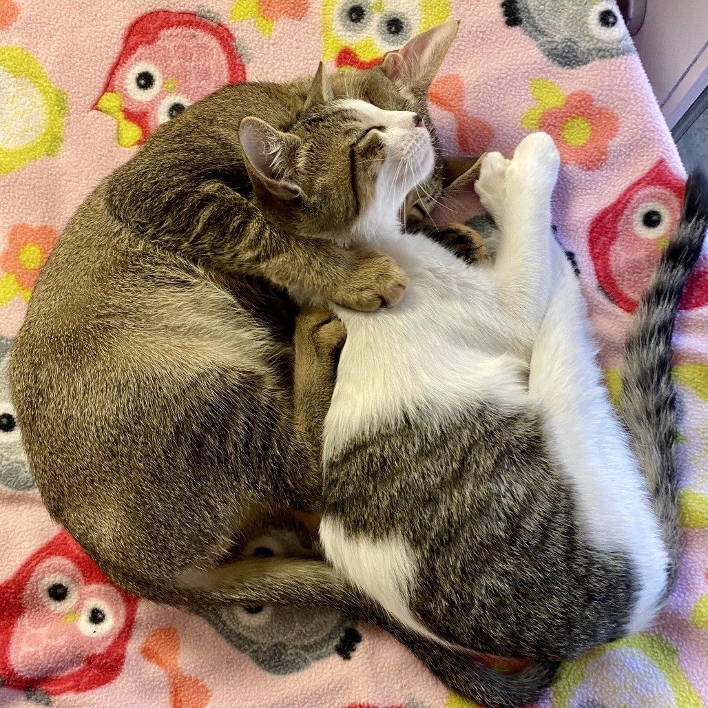 Meet Moshi, a Domestic Shorthair Cat Available For Adoption | Lost Our Home
