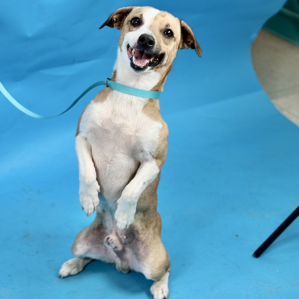 Wishbone — thumbnail 2